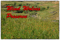 Wind Wolves Preserve