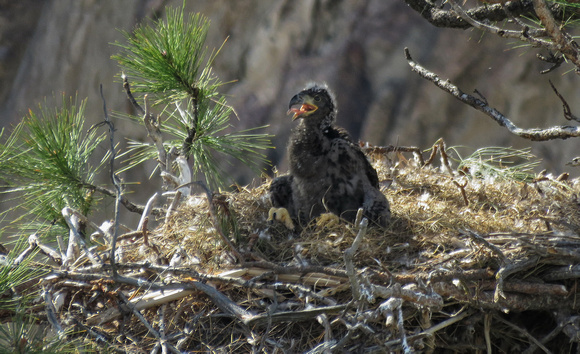 the fledgling in May