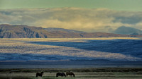 Icelandic horse graze near huge icefield