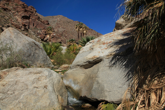 Oasis in Borrego Canyon