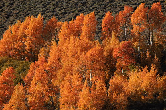 Aspen fall color on Steens Mountain