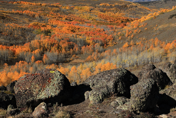 Aspen fall color on Steens Mountain