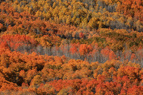 Aspen fall color on Steens Mountain