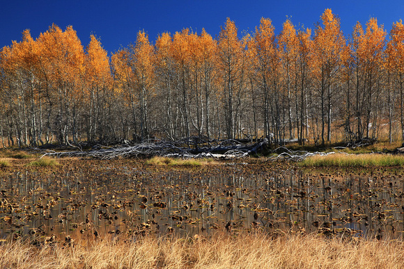 Lily Lake