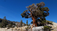 Sierra junipers