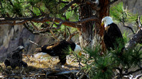 adult bald eagle and fledgling