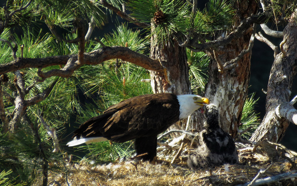 eagle and fledgling feeding time