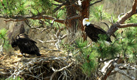 Eagle and it's fledgling