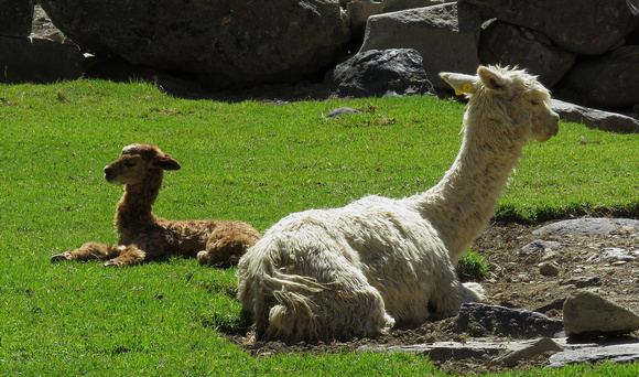 Mom and baby llama