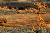 Aspen fall color on Steens Mountain