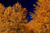 Aspen fall color on Steens Mountain