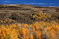 Aspen fall color on Steens Mountain