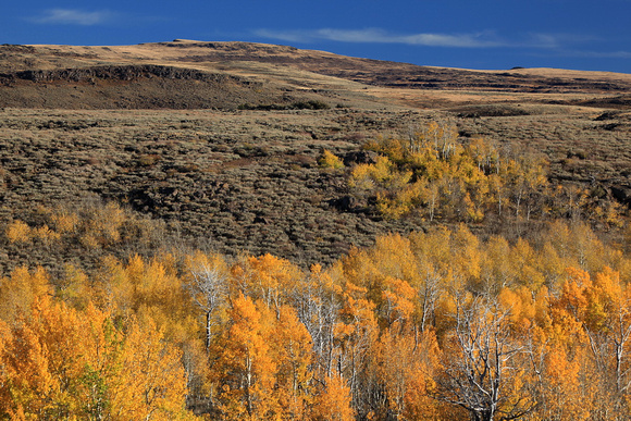 Aspen fall color on Steens Mountain