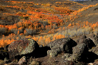 Aspen fall color on Steens Mountain