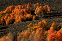 Aspen fall color on Steens Mountain