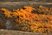 Aspen fall color on Steens Mountain