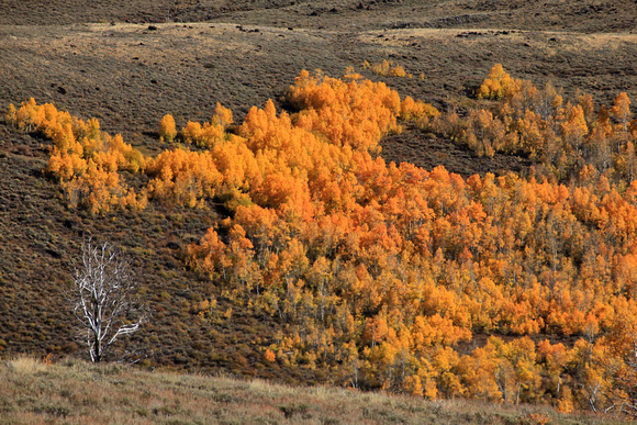 Aspen fall color on Steens Mountain