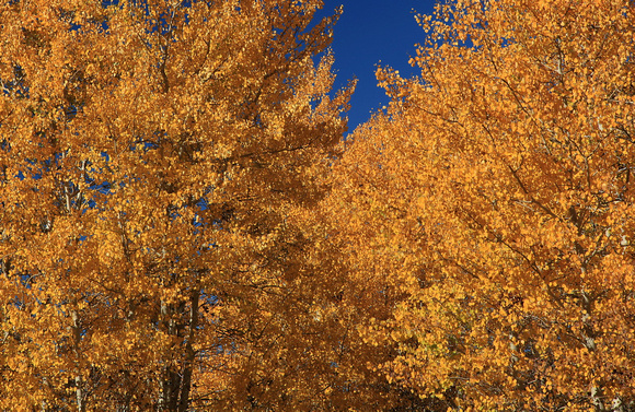 Aspen fall color on Steens Mountain