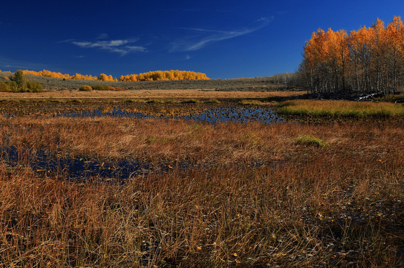 Lily Lake