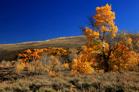 Aspen fall color on Steens Mountain