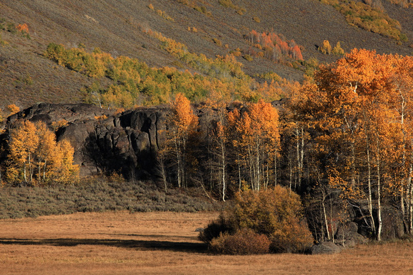 Aspen fall color on Steens Mountain