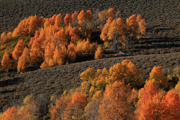 Aspen fall color on Steens Mountain