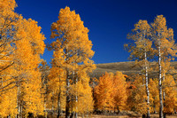 Aspen fall color on Steens Mountain