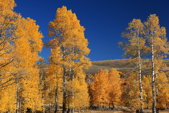 Aspen fall color on Steens Mountain