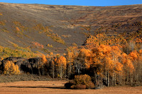 Aspen fall color on Steens Mountain