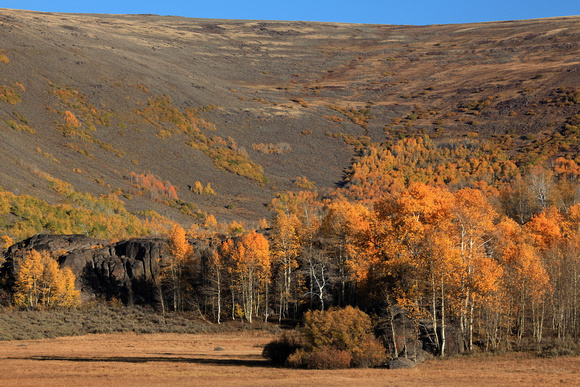 Aspen fall color on Steens Mountain