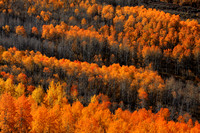 Aspen fall color on Steens Mountain