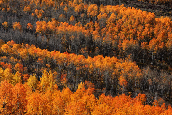 Aspen fall color on Steens Mountain